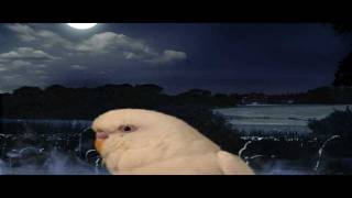 bird