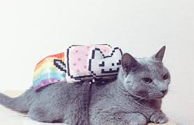 nyancat