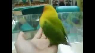 The parrot, who saw sex