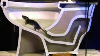 Toilet Rat - Szczur w sedesie!!!