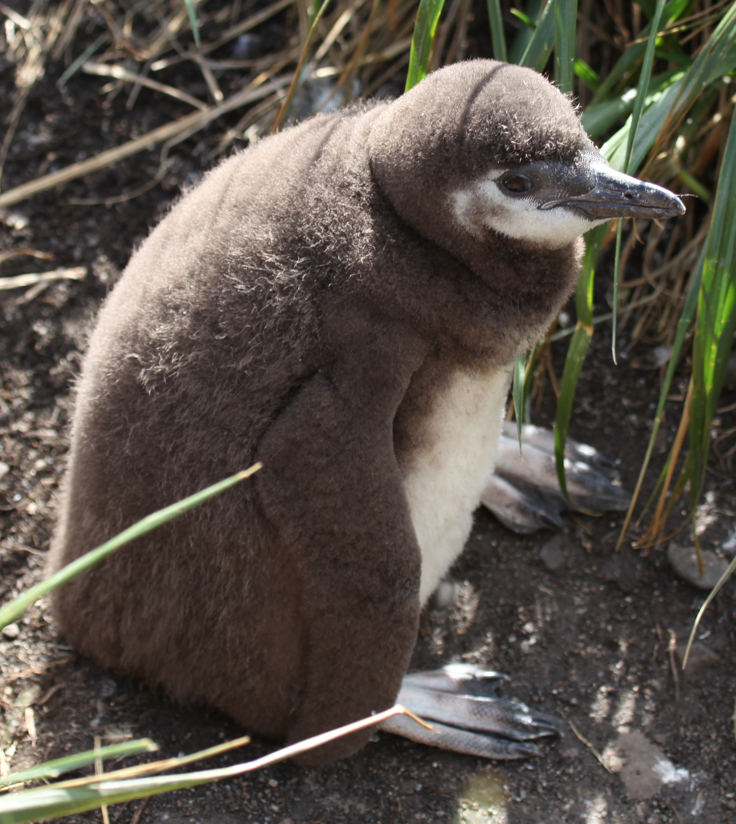 penguin