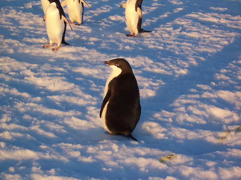 penguin