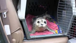 Alaska Seal Pup Rescue