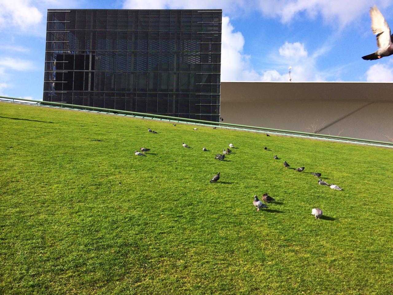 Birds in the green in fron of the Stedelijk Museum