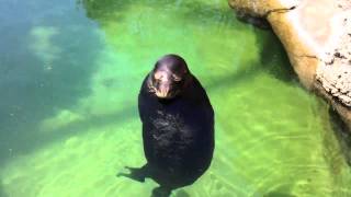 Spinning Seal