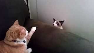 Excuse me...