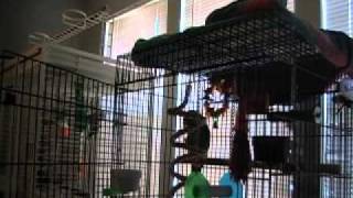  ORIGINAL  Parrot Sings Let the Bodies Hit the Floor