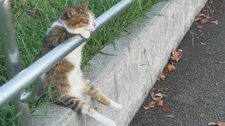   Cat sitting relaxed／ 夕暮れの　お座り猫ちゃん   Cat+1 Channel