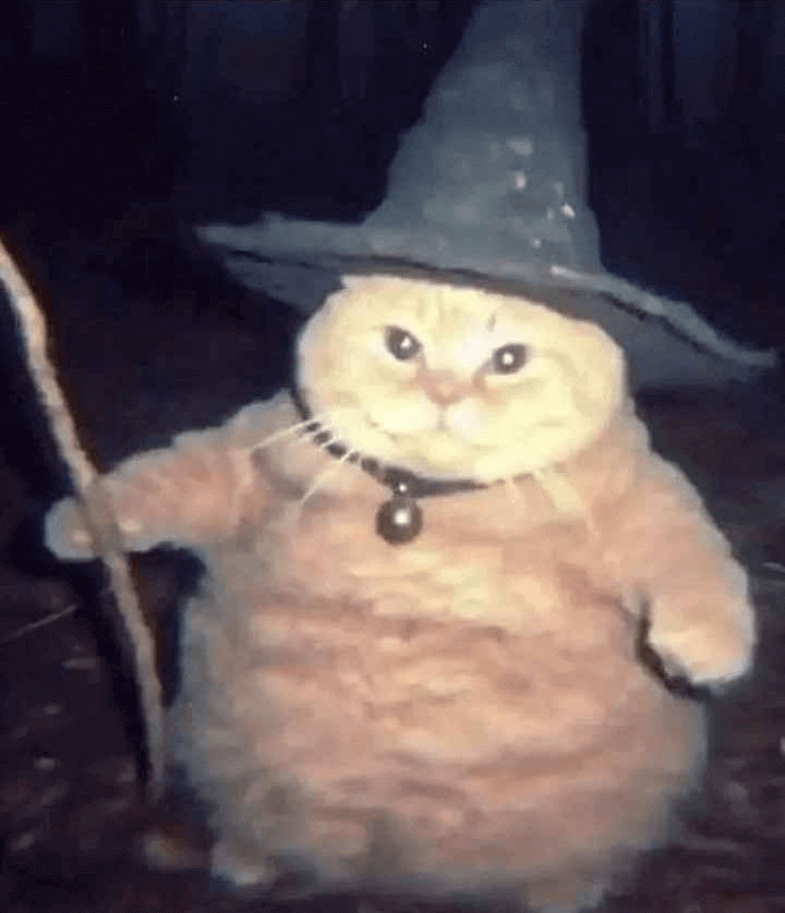 cat wizard