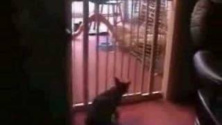 best cat jump ever