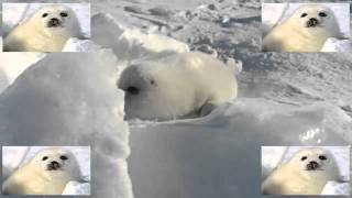seal the 3rd.mp4