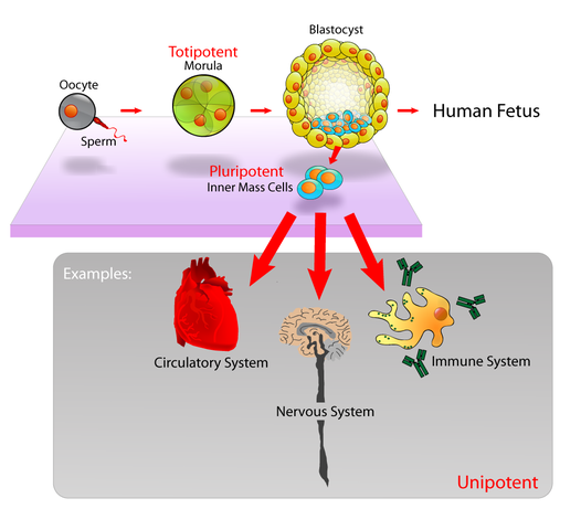 Pluripotent Cells originate from inner cell mass of blastocytes and differentiate into several body cells to give rise to complete organism.