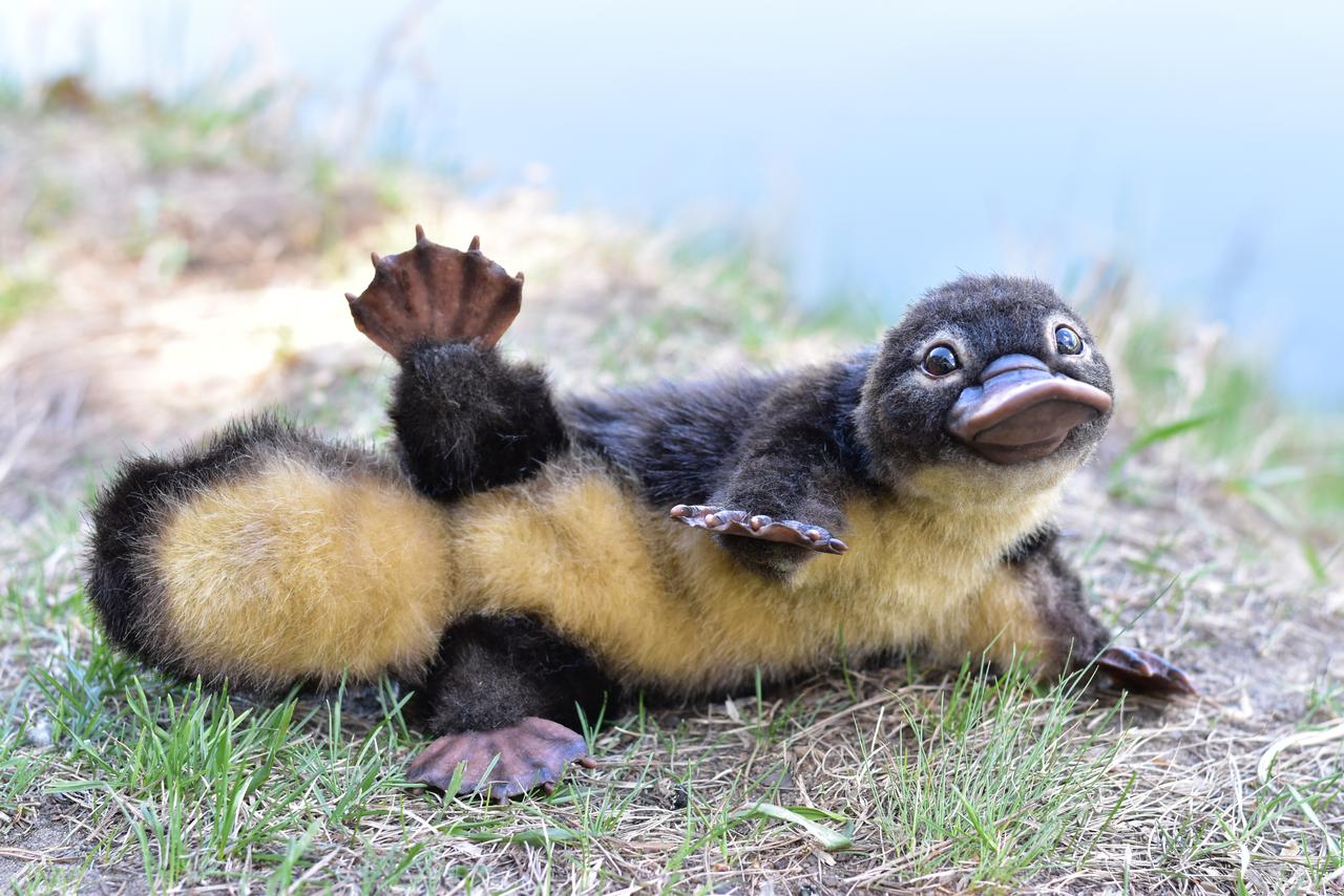 A platypus being photogenic