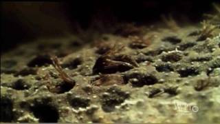 Surinam Toad