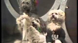DOG DISCO