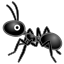 ant