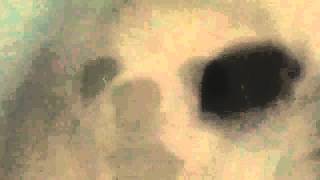 dogdial