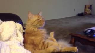 Cat watching hockey