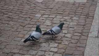 Pigeons