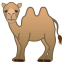 camel