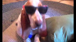My Dog Is Too Cool For School