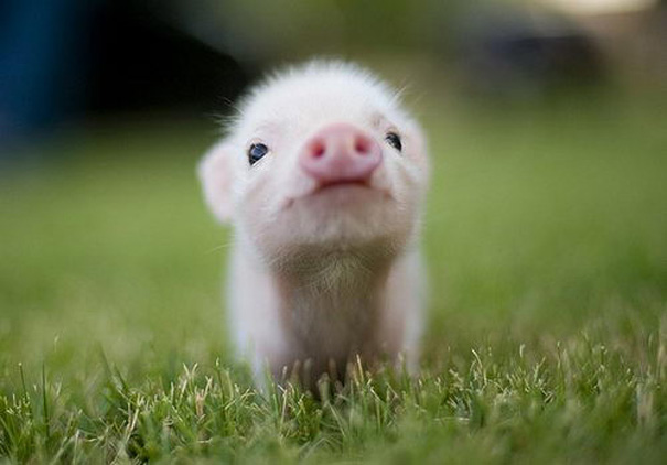 cute piggy