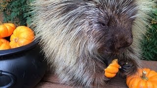 Teddy Bear the Porcupine's Halloween Feast