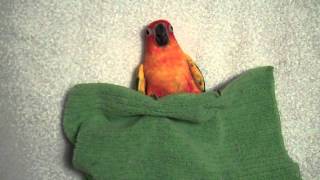 Sunny goes nite nite
