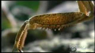 Mantis slays Mouse