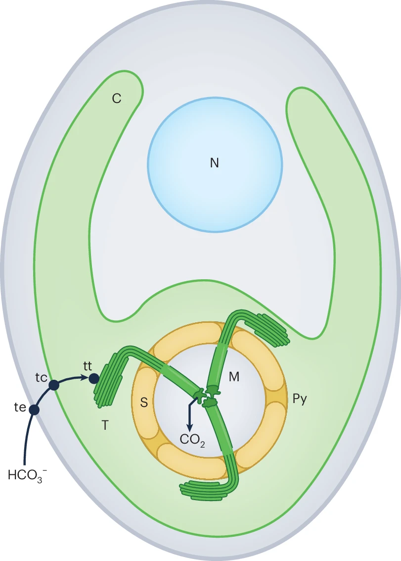 pyrenoid