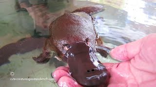 Hand Feeding & Playing With A Friendly Platypus