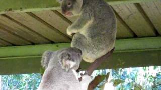 Crazy Koala Fight
