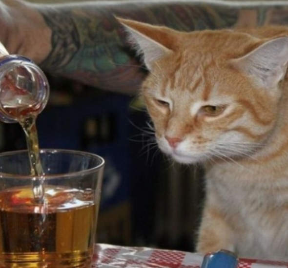 drunk cat