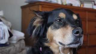 Majestic Dog
