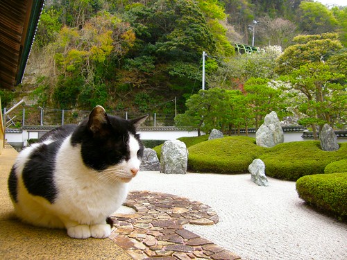 zen cat