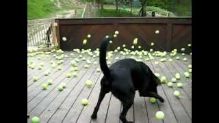 Dog's dream comes true!
