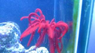 Feather Starfish Swimming