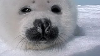 Baby Seal Gets Up Close And Personal!