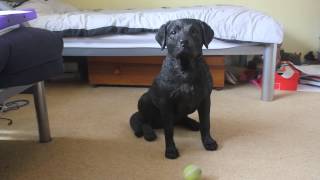 EXTREMELY WELL TRAINED DOG  VERY IMPRESSIVE 