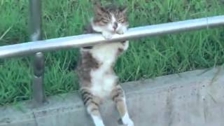 chillwave_cat.m4v