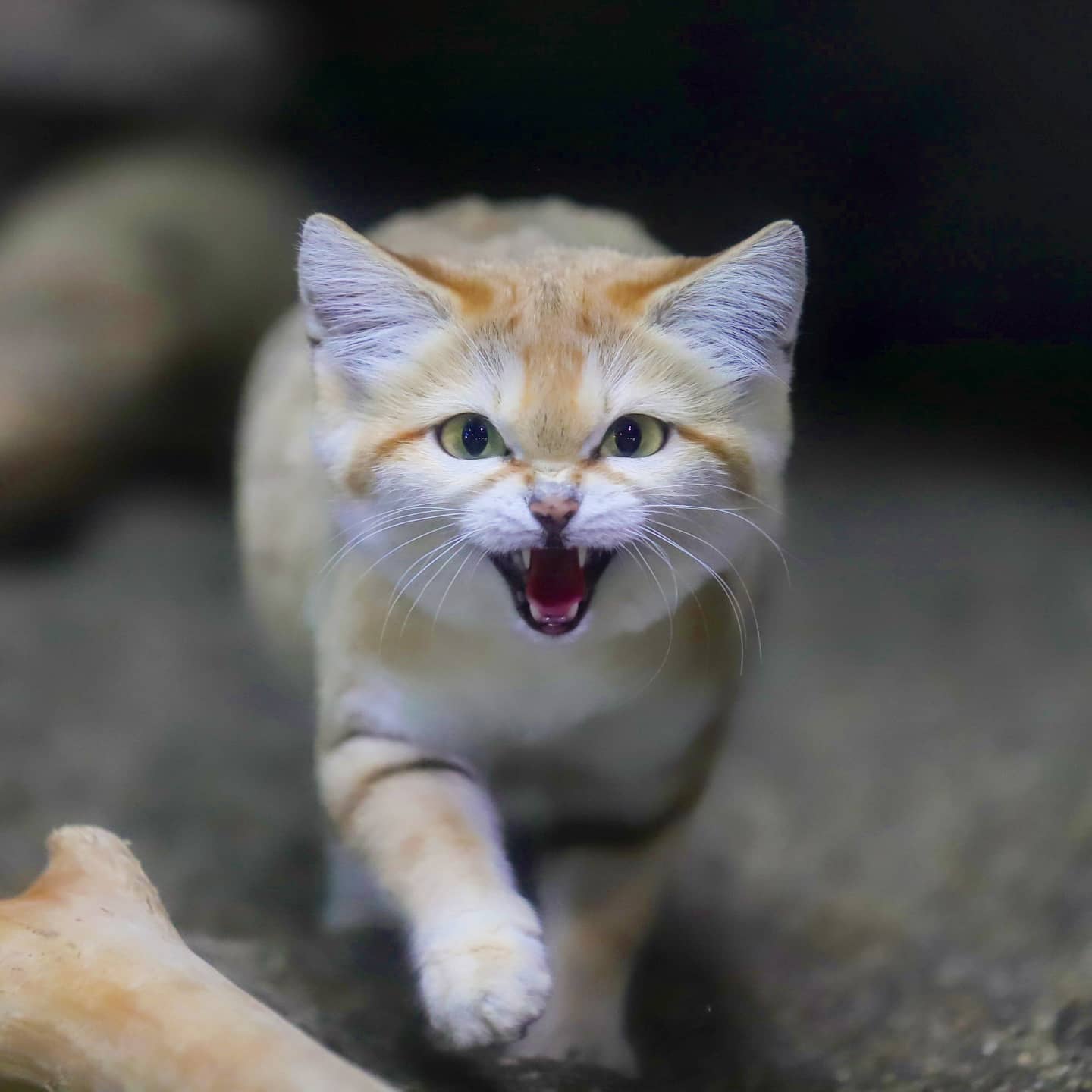 Sand Cat