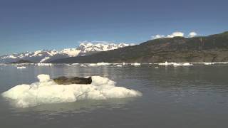 Scary Seal