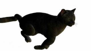 meow! sad toy cats.wmv