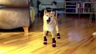Barkley's New Boots