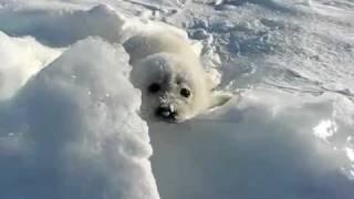pup seal in Caspian sea.avi
