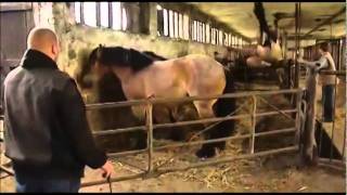 Horse Front Flip!
