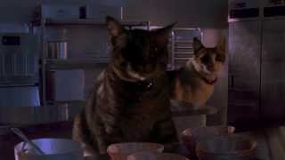 Jurassic Park Cat Raptor - อย่าปล่อยให้แมวหิว!