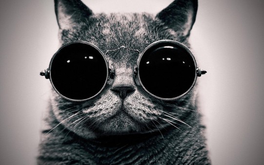 cat with sunglasses