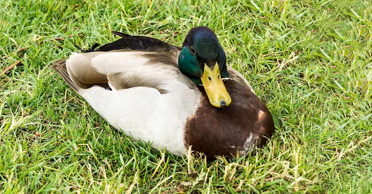 this a really cool duck if i have ever seen one (i haven't i don't leave the house)