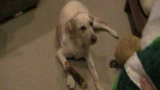 dog time EPISODE 1